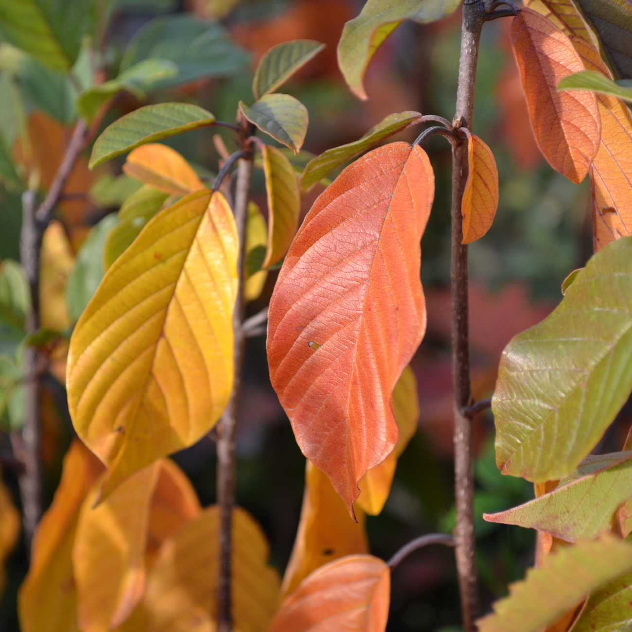 Herbstlaub