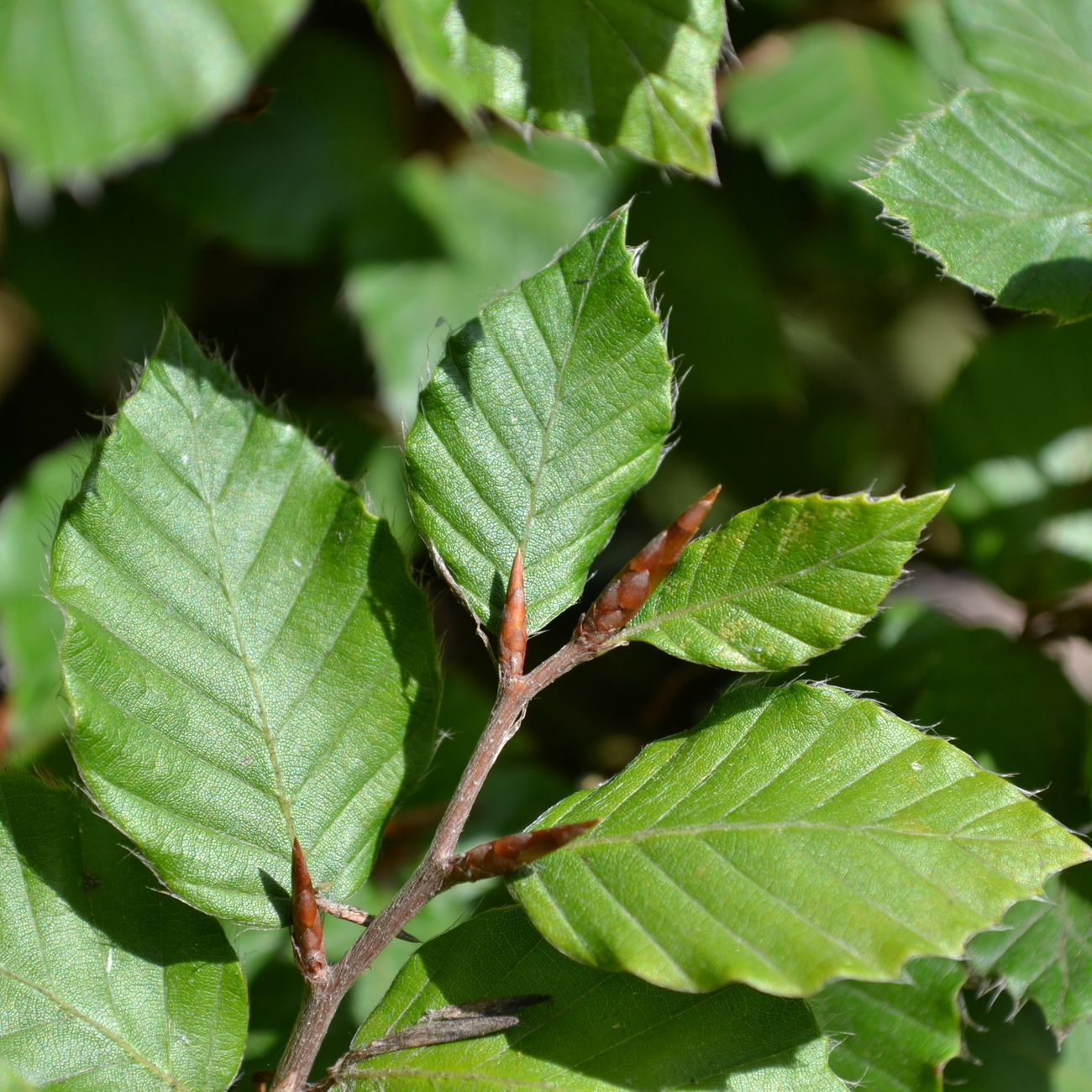 Sommerlaub