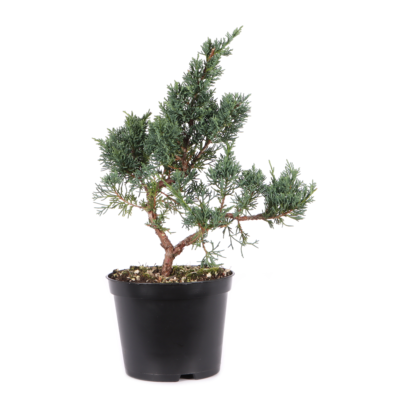 Juniperus chinensis ‘Blaauw‘