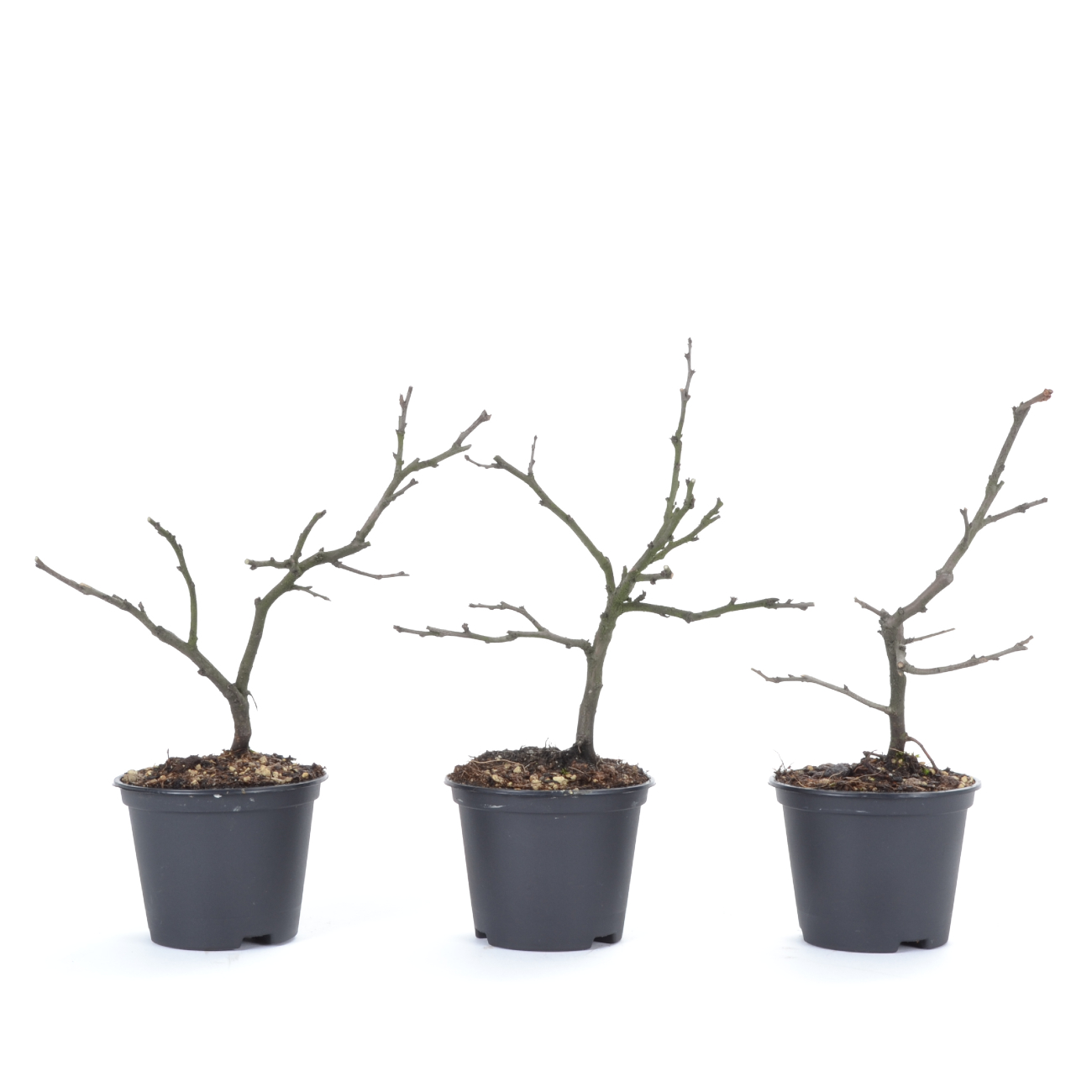 Chaenomeles x superba 'Jet Trail'